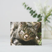 Briefkaart voor testkat (Staand voorkant)