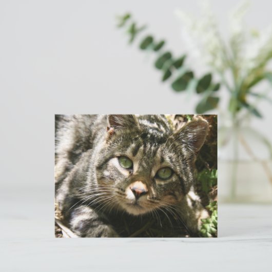 Briefkaart voor testkat (Staand voorkant)