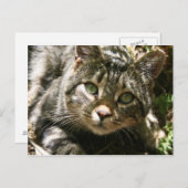 Briefkaart voor testkat (Voorkant / Achterkant)