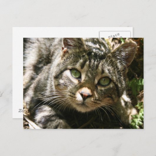 Briefkaart voor testkat (Voorkant / Achterkant)