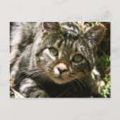 Briefkaart voor testkat (Voorkant)