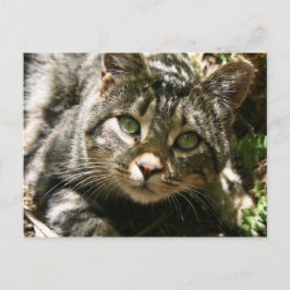 Briefkaart voor testkat