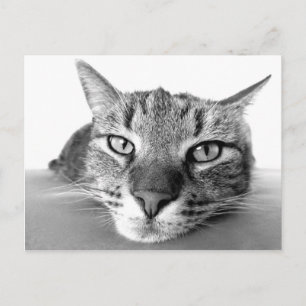 Briefkaart voor uitkoeling