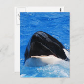 Briefkaart voor walvisgeluiden (Voorkant / Achterkant)