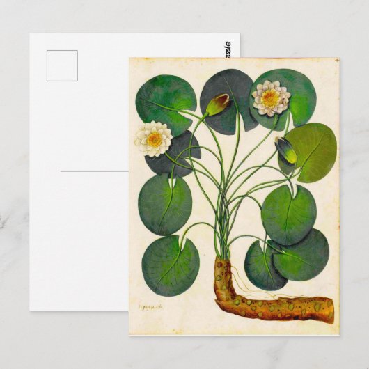  Briefkaart voor waterverplaatsing in de botanisch (Voorkant / Achterkant)