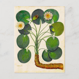 Briefkaart voor waterverplaatsing in de botanisch