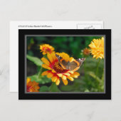 Briefkaart voor wilde bloemen en vlinderbloemigen (Voorkant / Achterkant)