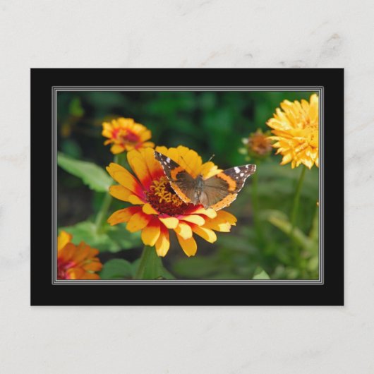 Briefkaart voor wilde bloemen en vlinderbloemigen (Voorkant)