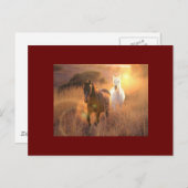 Briefkaart voor wilde paarden (Voorkant / Achterkant)