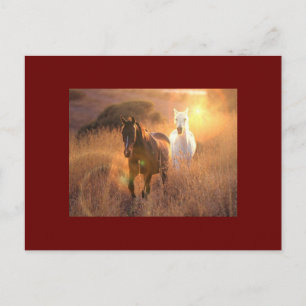 Briefkaart voor wilde paarden