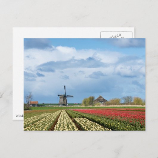 Briefkaart voor windmolen en tulpen (Voorkant / Achterkant)