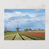Briefkaart voor windmolen en tulpen (Voorkant)