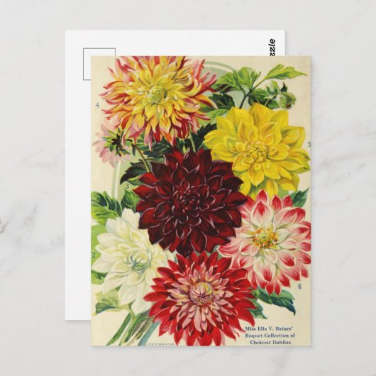  Briefkaart voor zaaigoed (Voorkant / Achterkant)