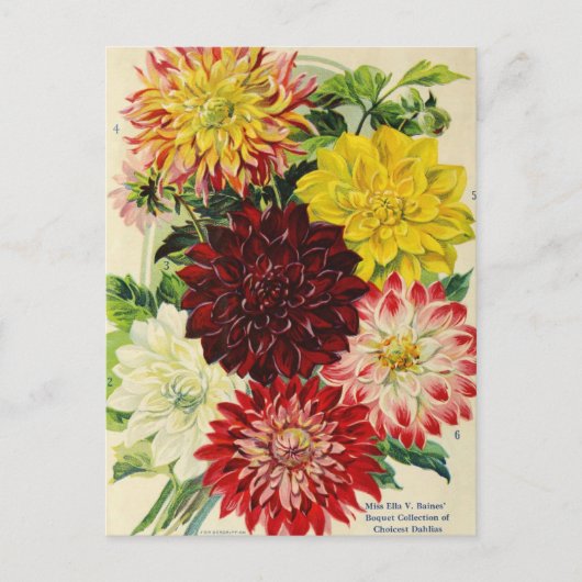  Briefkaart voor zaaigoed (Voorkant)