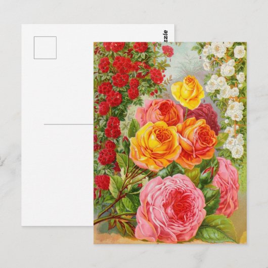 Briefkaart voor zaaigoed (Voorkant / Achterkant)