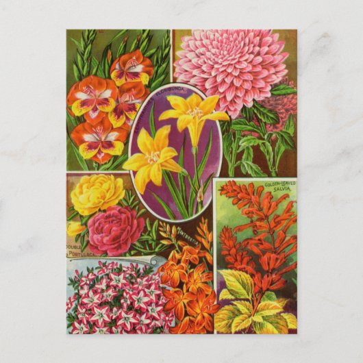  Briefkaart voor zaaigoed (Voorkant)