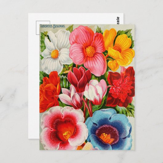  Briefkaart voor zaaigoed (Voorkant / Achterkant)