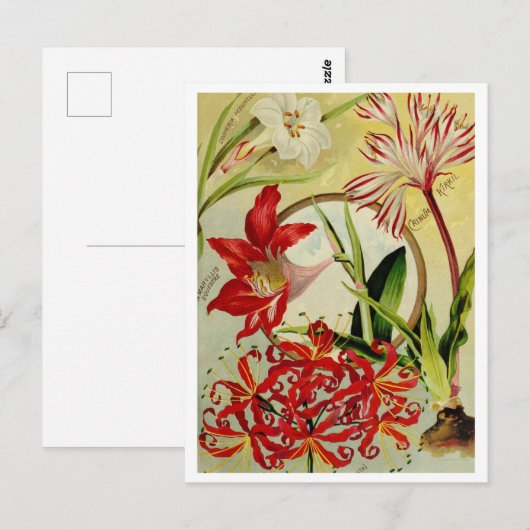  Briefkaart voor zaaigoed (Voorkant / Achterkant)