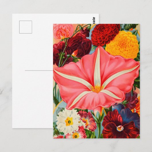  Briefkaart voor zaaigoed (Voorkant / Achterkant)