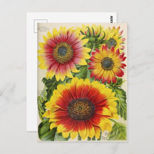  Briefkaart voor zaaigoed (Voorkant / Achterkant)