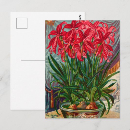  Briefkaart voor zaaigoed (Voorkant / Achterkant)