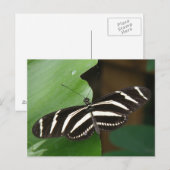 Briefkaart voor  Zebra-langwerpvlinder (Voorkant / Achterkant)