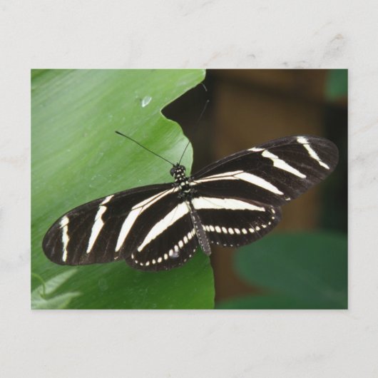 Briefkaart voor  Zebra-langwerpvlinder (Voorkant)