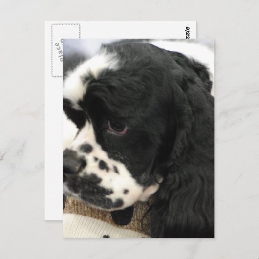 Briefkaart voor zwarte en witte Cocker Spaniel (Voorkant / Achterkant)