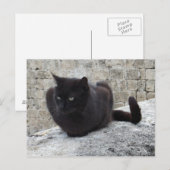 Briefkaart voor zwarte kat (Voorkant / Achterkant)