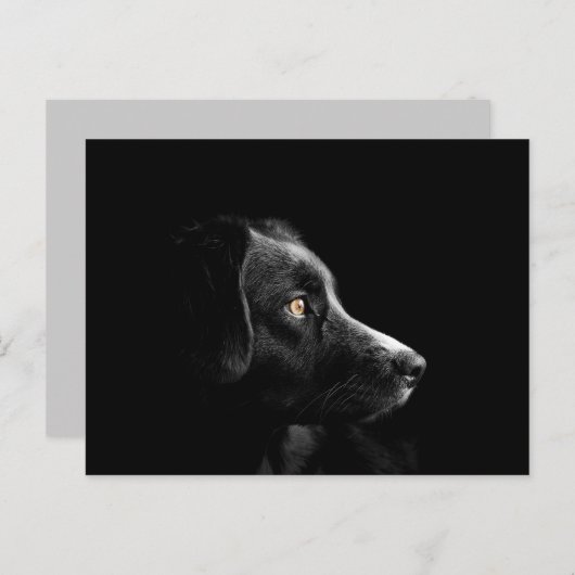 briefkaart voor zwarte labrador (Voorkant / Achterkant)