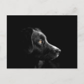 briefkaart voor zwarte labrador (Voorkant)