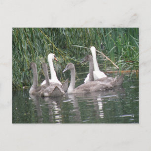 Briefkaart voor zwemmers en cygnets