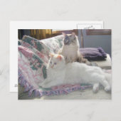 Briefkaart vreedzame katten (Voorkant / Achterkant)