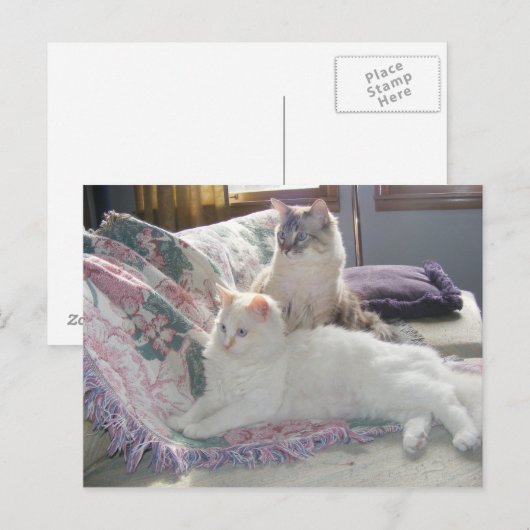 Briefkaart vreedzame katten (Voorkant / Achterkant)