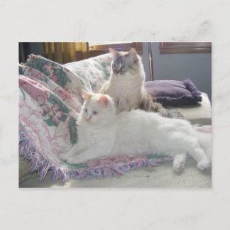 Briefkaart vreedzame katten