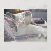 Briefkaart vreedzame katten (Voorkant)