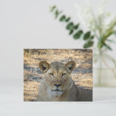 Briefkaart - Vrouw Afrikaanse leeuw in Zambia (Staand voorkant)