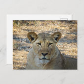 Briefkaart - Vrouw Afrikaanse leeuw in Zambia (Voorkant / Achterkant)