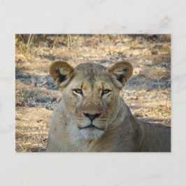 Briefkaart - Vrouw Afrikaanse leeuw in Zambia
