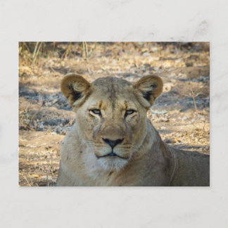 Briefkaart - Vrouw Afrikaanse leeuw in Zambia