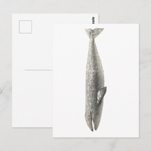 briefkaart "WALEN" (Voorkant / Achterkant)