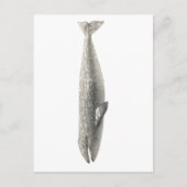 briefkaart "WALEN" (Voorkant)