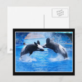Briefkaart walvisfoto (Voorkant / Achterkant)