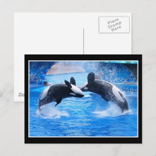 Briefkaart walvisfoto (Voorkant / Achterkant)