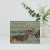 Briefkaart Washington elk (Staand voorkant)