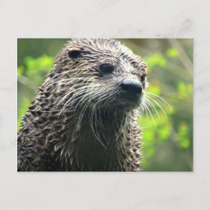 Briefkaart Washington State Otter