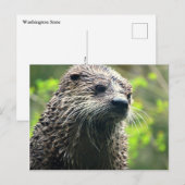 Briefkaart Washington State Otter (Voorkant / Achterkant)