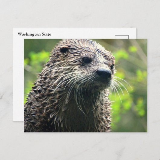 Briefkaart Washington State Otter (Voorkant / Achterkant)
