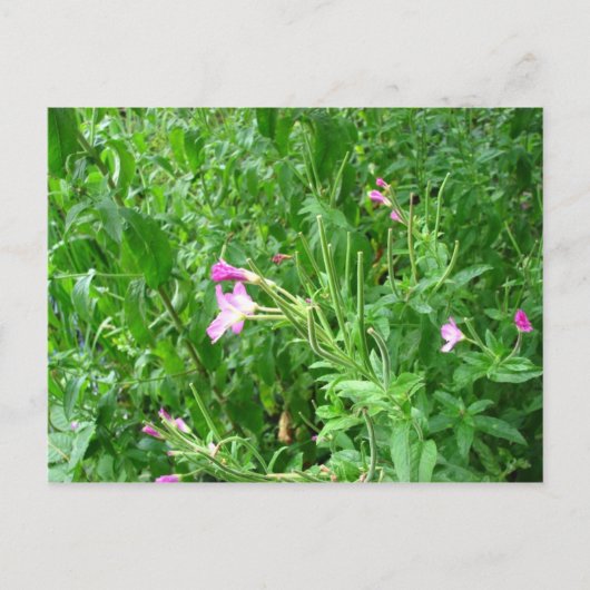 Briefkaart Watermead Country Park (Voorkant)