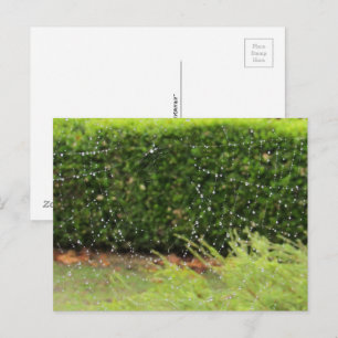 Briefkaart - Web van de Natuur